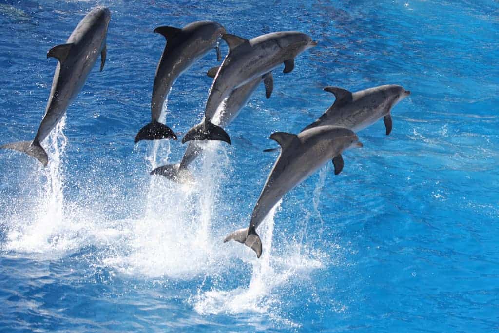 Dolphins jump out of water