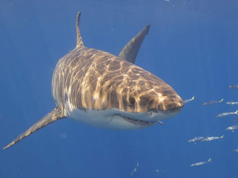 Shark or Turtle? What is your conflict style?