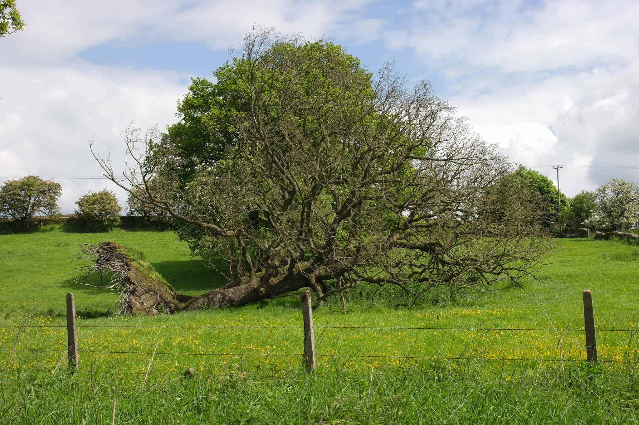 Tree fallen over ripped out by its roots