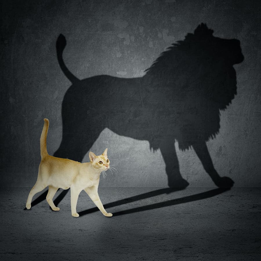 Cat with a Lion Shadow