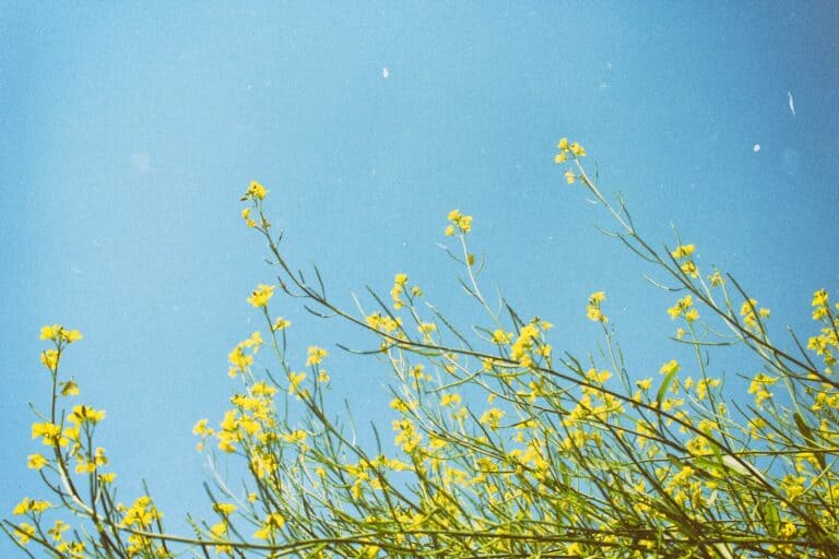spring cleaning for leaders: yellow flowers under clear blue sky during daytime